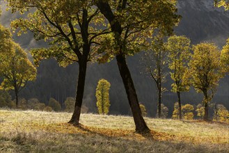 Engtal valley, large maple in the morning dew, sycamore maple (Acer pseudoplatanus) in glorious