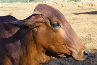 Close-Up of an Indo-Brazil Zebu Cow in the Serra da Canastra, Sao Roque das Minas, Minas Gerais