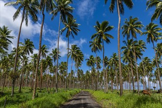 Palm grove on the south coast of Taveuni, Fiji, South Pacific, Oceania