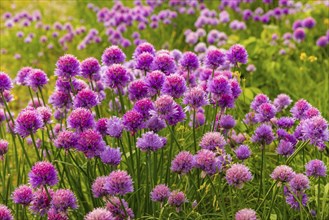 Flowering chives on the Elbe meadows in Dresden's Old Town