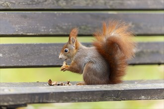 Eurasian red squirrel (Sciurus vulgaris) on a park bench, wildlife, Germany, Europe