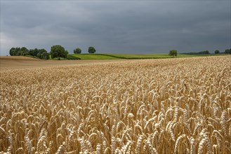 Wheat (Triticum) field, ripe wheat, Rhineland-Palatinate, Germany, Europe