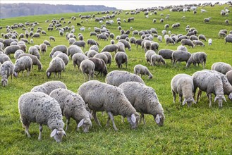 Flock of sheep, Landscape on the Swabian Alb with sheep, Nerenstetten, Baden-Württemberg, Germany,