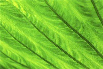 Leaf of the giant taro (Alocasia macrorrhizos), backlit close-up, Madeira, Portugal, Europe