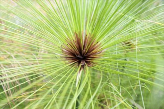 True papyrus sedge (Cyperus papyrus), Madeira, Portugal, Europe