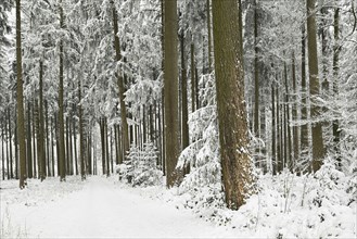 Forest path through snow-covered coniferous forest, Horben, Canton Aargau, Switzerland, Europe