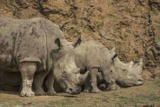 African white rhino, Square-lipped rhinoceros (Ceratotherium simum) family group showing male,