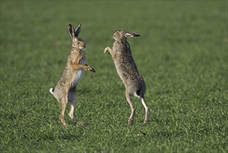 European Brown Hares (Lepus europaeus) boxing, fighting in field during the breeding season,