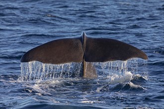 Fluke of a sperm whale (Physeter macrocephalus), North Sea, Andenes, Vesteralen, Norway, Europe