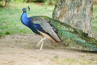 Indian peafowl (Pavo cristatus) standing on the ground, Spain, Europe