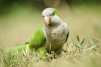 Monk parakeet (Myiopsitta monachus) wildlife on a meadow, Catalonia, Spain, Europe