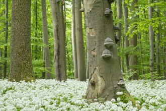 Deciduous forest with flowering ramson (Allium ursinum), dead copper beech (Fagus sylvatica) with