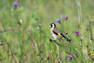 European goldfinch (Carduelis carduelis), sitting on the stem of the cornflower (Centaurea cyanus),