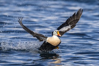 King eider (Somateria spectabilis), male in flight, winter, Batsfjord, Batsfjord, Varanger