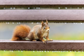 Eurasian red squirrel (Sciurus vulgaris) on a park bench, wildlife, Germany, Europe