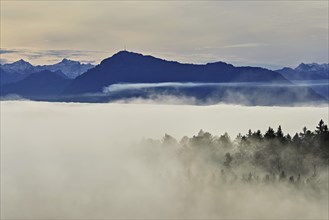 Forest shrouded in fog, the Rigi in the background, Horben viewpoint, Lindenberg, Freiamt, Canton