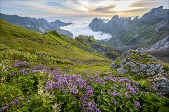 Purple flowers on a mountain meadow, view over SÃ¤ntis mountains into the valley of Meglisalp at