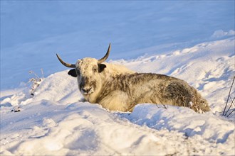 Domestic yak (Bos grunniens) on a snowy meadow in the mountains in tirol, Kitzbühel, Wildpark