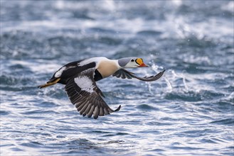 King eider (Somateria spectabilis), also known as King Eider, male in flight, Batsfjord, Batsfjord,