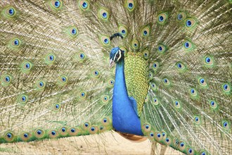 Indian peafowl (Pavo cristatus) spread one's tail (feathers) on the ground, Spain, Europe