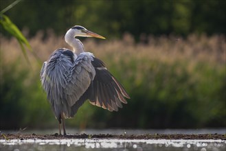 Grey heron (Ardea cinerea) Sunbathing, drying plumage, Kiskunsag National Park, Hungary, Europe