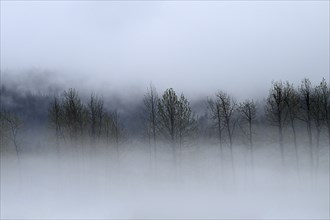 Fog over the Pacific rainforest, Prince William Sound, Alaska