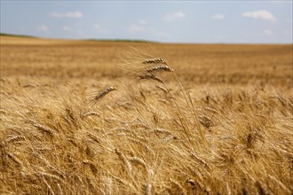 Ripe barley (Hordeum vulgare), Rhineland-Palatinate, Germany, Europe