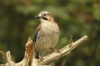 Eurasian jay (Garrulus glandarius) AllgÃ¤u, Bavaria, Germany, Europe