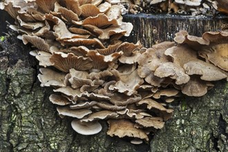 Bitter oyster, bitter oysterling, astringent panus, luminescent panellus, stiptic fungus (Panellus