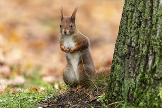 Eurasian red squirrel (Sciurus vulgaris) in a meadow, wildlife, Germany, Europe