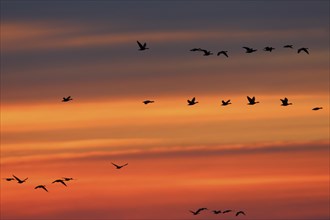 Greylag Goose (Anser anser), flying troop in the sunset, Peene Valley River Landscape nature park