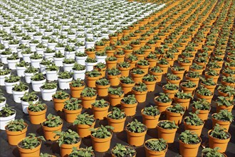 Field with yellow growing pots in a row, coneflower (Echinacea), nursery in the Volmerswerth