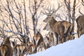 Red deer (Cervus elaphus) stag with pack on a snowy meadow in the mountains in tirol, Kitzbühel,