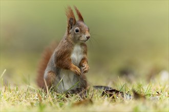 Eurasian red squirrel (Sciurus vulgaris) in a meadow, wildlife, Germany, Europe