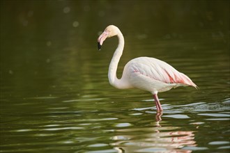 Greater Flamingo (Phoenicopterus roseus) standing in the water, Parc Naturel Regional de Camargue,