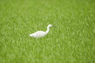 Great egret (Ardea alba) in a rice field, delte de'l ebre, Spain Europe