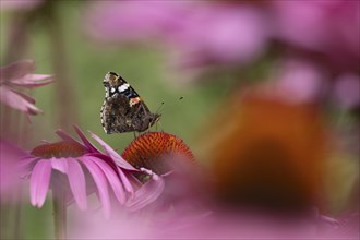 Red admiral (Vanessa atalanta) butterfly adult feeding on a garden Coneflower (Echinacea purpurea)