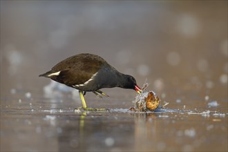 Moorhen (Gallinula chloropus) adult bird feeding on a frozen lake, Surrey, England, United Kingdom,