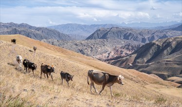 Cows walking through eroded mountainous landscape with brown hills, mountains and steppe, Chuy