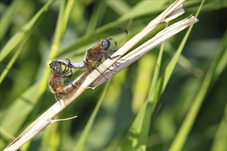 Lesser blue arrow (Orthetrum coerulescens), two animals mating on a reed stalk, copula, Peene