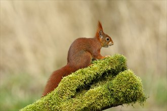 Eurasian red squirrel (Sciurus vulgaris), on deadwood covered with moss, Wildlife, North