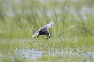 Whiskered tern (Chlidonias hybridus) (Chlidonias hybrida) fishing in marshland, migratory bird