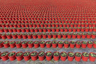 Field with red growing pots in a row, coneflower (Echinaceae), nursery in the Volmerswerth