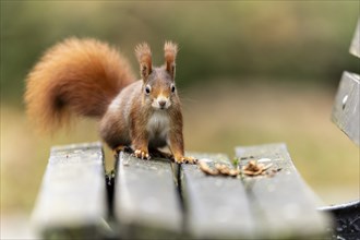 Eurasian red squirrel (Sciurus vulgaris) on a park bench, wildlife, Germany, Europe