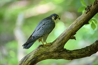 Peregrine Falcon (Falco peregrinus), adult sitting on branch in forest, Bohemian Forest, Czech