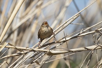 Eurasian wren (Troglodytes troglodytes) adult bird singing in a hedgerow, Cambridgshire, England,