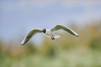 Black-headed gull (Chroicocephalus ridibundus), flying, Camargue, France, Europe