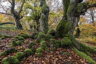 Old copper beech (Fagus sylvatica), Hutebuche, Hutewald Halloh, Hesse, Germany, Europe