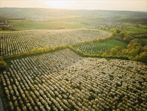 Blooming apple orchards in Wittgensdorf