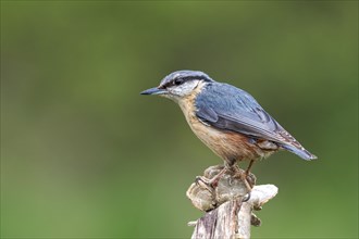 Nuthatch at feeding, Upper Austria, Austria, Europe